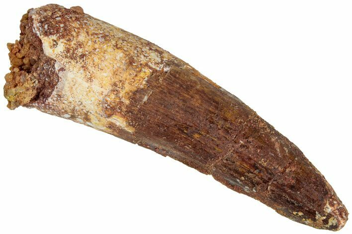 Fossil Spinosaurus Tooth - Real Dinosaur Tooth #311818